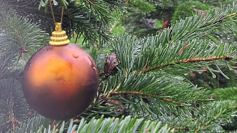 Weihnachten rückt näher und somit auch das Kaufen eines Christbaums - doch hinter der beliebten Weihnachtsdekoration steckt eine Menge Arbeit über mehrere Jahre hinweg. Unsere Mediengruppe fragte nach den akutellen Trends und Preisen für dieses Jahr.