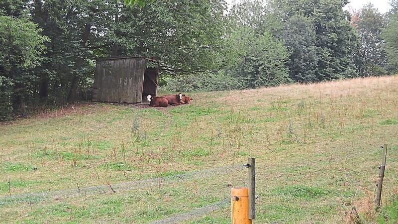 Tragisches Unglück auf einer Weide in Gleißenberg: Dort starben Vater und Sohn durch eine Stierattacke.