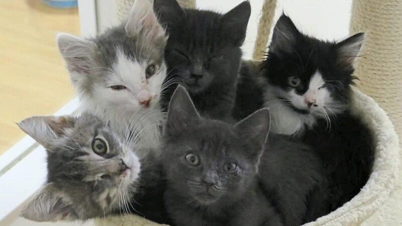 Diese fünf jungen Katzen wurden von einem Bauern, der sich nicht zu helfen wusste, glücklicherweise zur Tierhilfe gebracht, wie Rosi Engl erzählt. Sie hatten Katzenschnupfen und mussten erst gesund gepflegt werden.