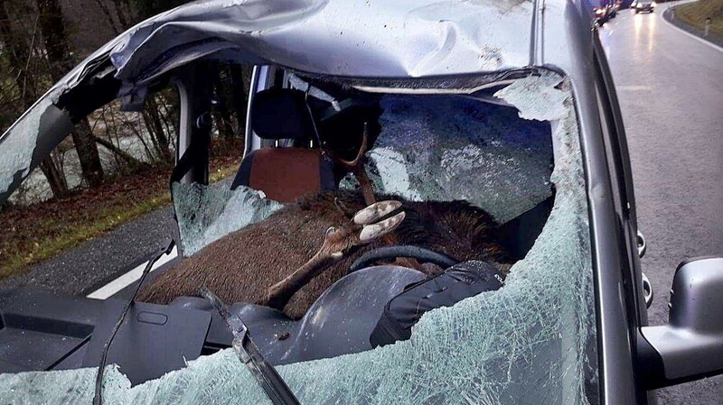 Ein toter Hirsch liegt am 14.11.2017 auf den vorderen Sitzen eines Fahrzeugs in Kössen (Tirol, Österreich).