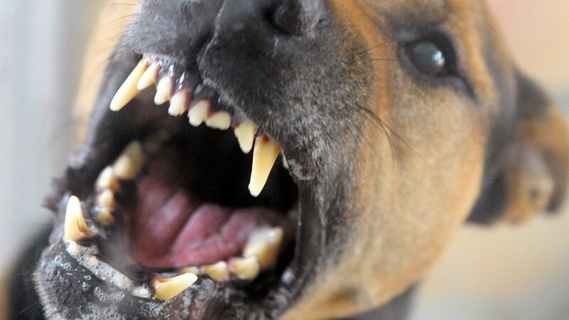 Am Mittwochabend hat im Hofgarten in Landshut ein unangeleinter Hund einen anderen Hund gebissen und verletzt. (Symbolfoto)