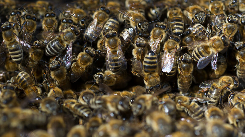 Das große Krabbeln: Im Sommer geht es im Bienenstock emsig zu. Foto: dpa