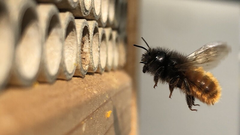 Im Insektenhotel fliegen gehörnte Mauerbienen ein und aus.