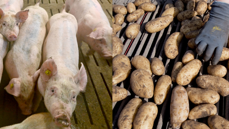 In Bayern wie auch bundesweit haben momentan besonders jene Landwirte einen schweren Stand, die auf Schweinemast oder Kartoffelernte setzen. (Symbolbild)