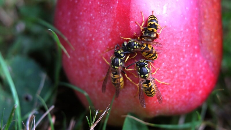 Wespen drängeln sich um ein Loch auf einem vom Baum gefallenen Apfel. (Symbolbild)
