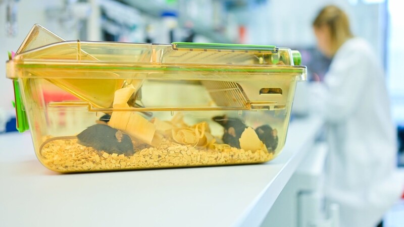Ein geschlossener Behälter mit Mäusen steht in einem Labor des Deutschen Krebsforschungszentrums (DKFZ) vor einer Mitarbeiterin auf einem Tisch. Ärzte gegen Tierversuche fordern von der Bundesregierung einen Ausstieg aus den Tierversuchen in Laboren.