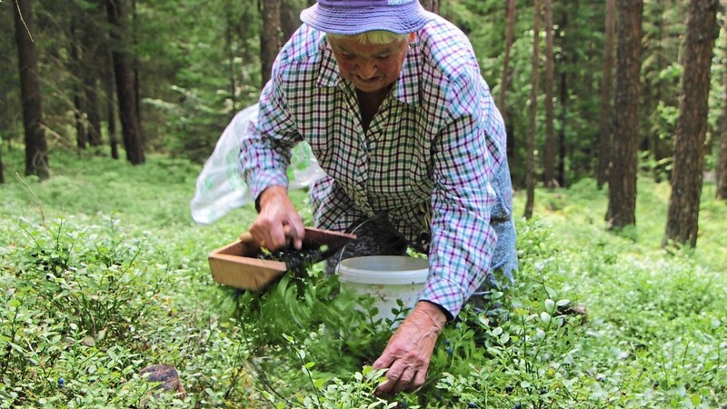 Routiniert durchstreift Frieda Fischer den Wald bei Ramsried - das Pflücken von Heidelbeeren macht der Seniorin Spaß.