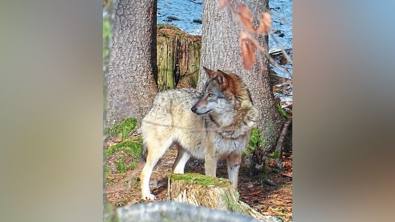 Wölfe kann man in Ludwigsthal gut beobachten. Hier ein Exemplar im buschigen Winterfell.