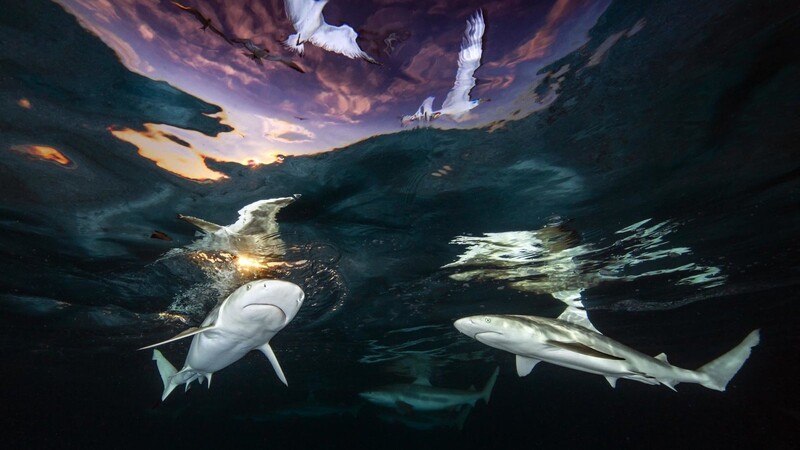 Das Gewinner-Foto: Die Kombination aus Haien und Möwen ist Renee Capozzola in Französisch-Polynesien gelungen.