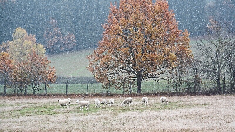 Wetterfest: Das Wiltshire Horn Schaf kommt mit kargen Bedingungen und widrigem Wetter prima klar.