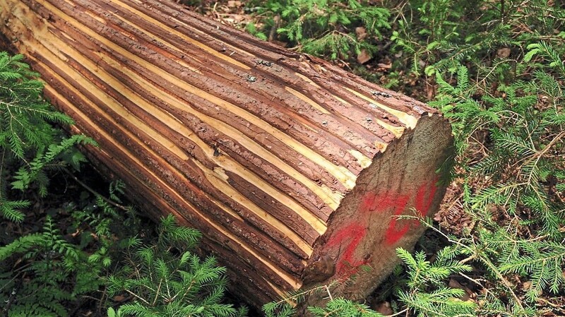 So sieht ein geritzter Baumstamm mit dem Rindenstreifenmesser aus. Der Borkenkäfer wird bekämpft, im Gegensatz zur Komplettentrindung bleibt jedoch die Artenvielfalt erhalten.