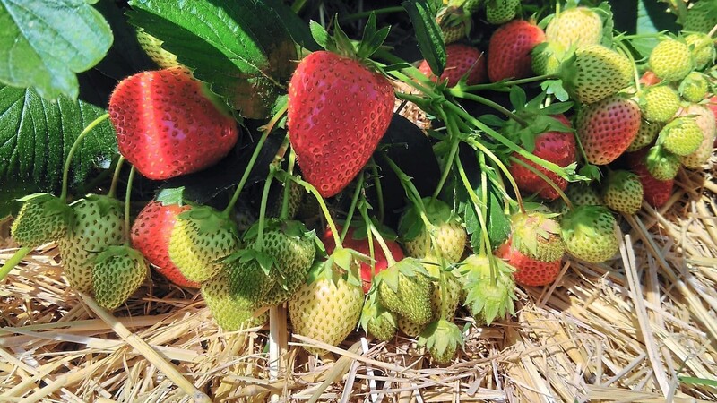 Erdbeerbauern im Landkreis Straubing-Bogen ziehen am Ende der diesjährigen Erdbeersaison eine eher durchwachsene Bilanz.