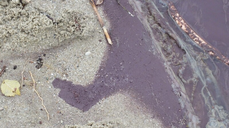 Rötliche Verfärbungen durch die Blaualgen sind auch am Ufer des Badesees zu finden.