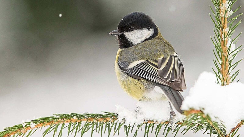Die Kohlmeise wurde bei der Stunde der Wintervögel in fast 90 Prozent der Gärten Straubings gesehen.