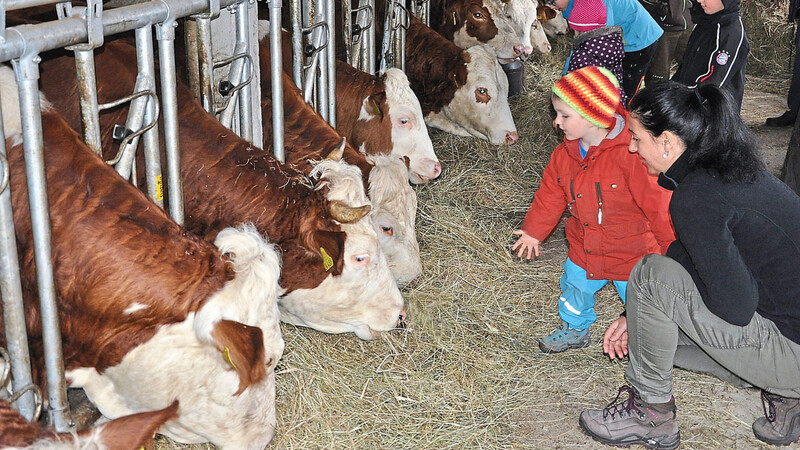 Glänzende Kinderaugen im Kuhstall: Beim Aktionstag "Vorwald erleben" können Besucher - genau wie beim Landwirtschaftstag 2017 in Brennberg - einen Blick hinter die Kulissen von Bauernhöfen werfen. Und vieles mehr.