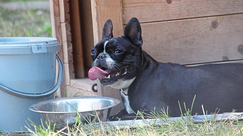 Französische Bulldoggen leiden besonders unter der Hitze.