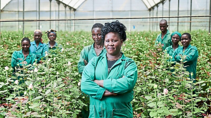 Faire Rosen aus Kenia oder faire Primeln aus der Region sollen beim Weltfrauentag verteilt werden. Auf Rosenfarmen in Kenia arbeiten zum größten Teil Frauen. Agnes Chebii (vorne) leitet das Gender-Komitee der Farm Ravine Roses.
