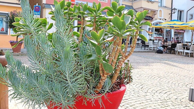 Nicht nur Kübelpflanzen, sondern auch nachhaltige Begrünungkommt durch "Cham blüht auf" in die Innenstadt.