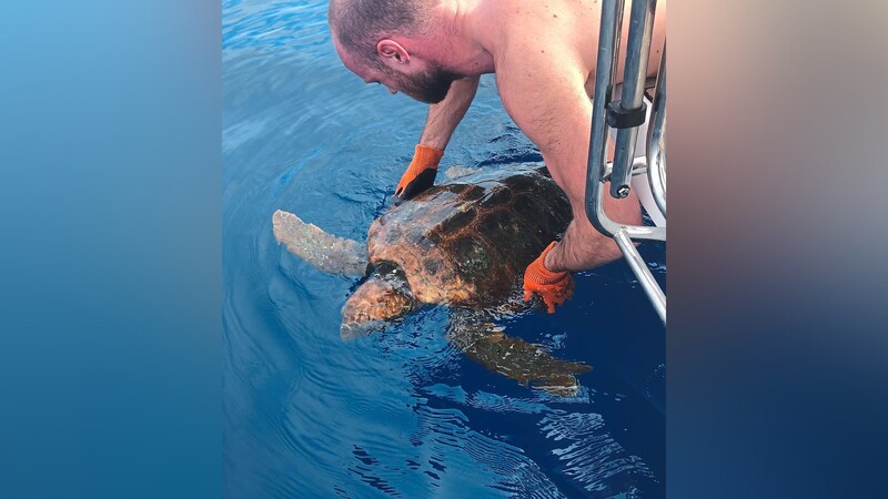 Weil die Segler erkannten, dass die Meeresschildkröte verletzt und geschwächt war, hoben sie das Tier mit vereinten Kräften auf ihr Boot und warteten auf die Unterstützung der Küstenwache.