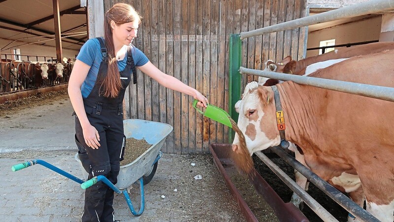 Darauf freut sich die Kuh besonders: Am Vormittag gibt's von der angehenden Landwirtin Eva Rötzer Rapsschrot. Je nach Laune dürfen die Kühe vom Stall aus ins Freie gehe.