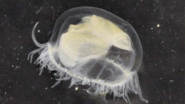 Zwar eine Qualle, aber ungefährlich für Menschen: "Craspedacusta sowerbii". Die einzige bekannte Süßwasserqualle ist kürzlich im Kelheimer Kanalhafen gesichtet worden.