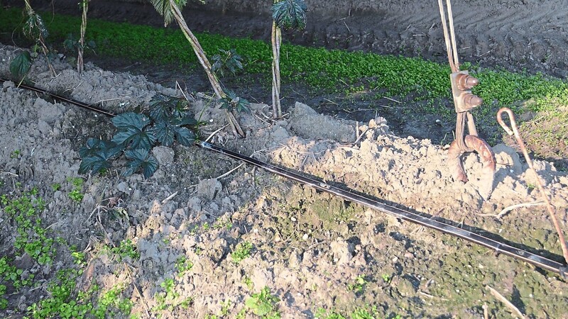Hopfen bekommt bereits vielerorts mit der sogenannten Tröpfchenbewässerung seine notwendige Flüssigkeit. Auch diese könnte bei einem Bewässerungskonzept eine große technische Herausforderung werden, hieß es.
