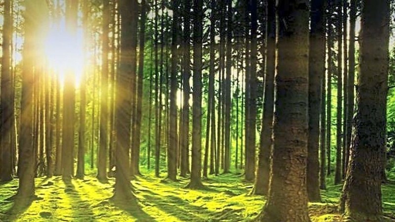 Der Wald richtet den Blick auf die eigene Achtsamkeit und lässt die Seele aufatmen.