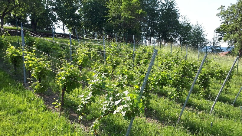 Auf diesem Bild aus dem vergangenen Jahr gedeihen die Weinstöcke in Rattenberg.  Foto: Helmut Ettl/OGV