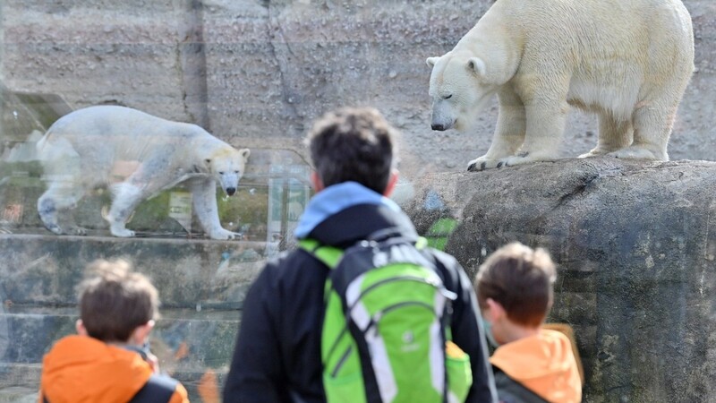 Eisbären in Hellabrunn: Der Lebensraum der Tiere wird durch den Menschen immer weiter begrenzt. Das Artensterben auf dem Planeten ist Schwerpunktthema im aktuellen VHS-Programm.