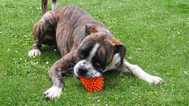 Seinen orangen Quietscheball gibt Sammy nicht mehr so leicht her.