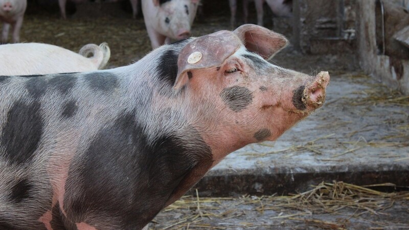 Auch im Landkreis Straubing-Bogen geht die Angst vor der Afrikanischen Schweinepest um. Das Veterinäramt fordert deswegen auch Hobbyhalter dazu auf, entsprechende Vorsichtsmaßnahmen umzusetzen. (Symbolbild)