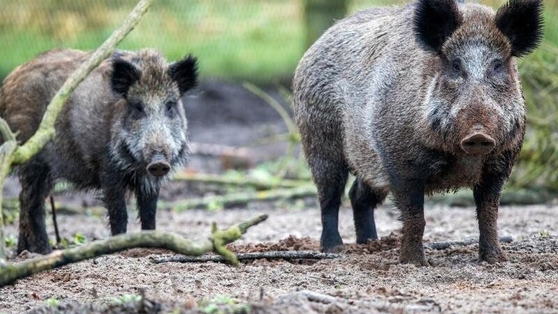 Die afrikanische Schweinepest ist auf dem Vormarsch. Sie kann von Wildschweinen übertragen werden. (Symbolbild)