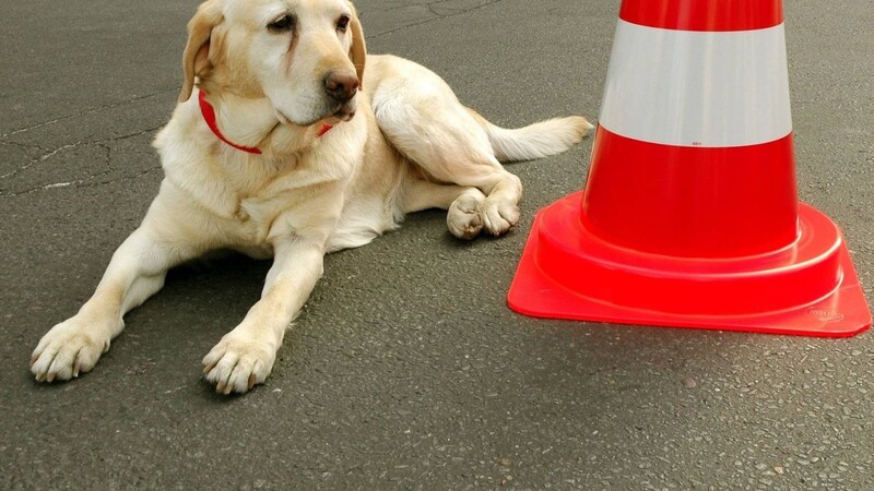 Ein Golden Retriever liegt neben einem Verkehrskegel. Ein Hund dieser Rasse jagte am Sonntag ein Reh auf die A93. (Symbolbild)
