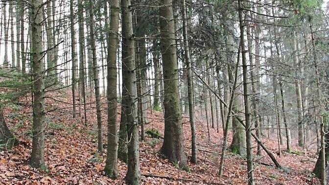 Am Ludwigsberg könnte ein Trauerwald entstehen.