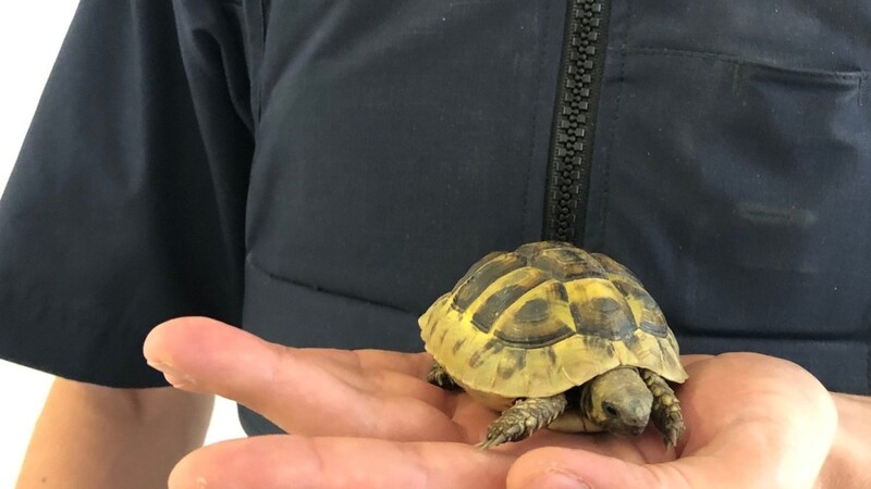 Eine Spaziergängerin fand in Regensburg am Ufer diese kleine Schildkröte.