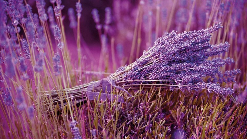 Ätherisches Öl aus Lavendel verfeinert Cremes, Peelings und Deos.