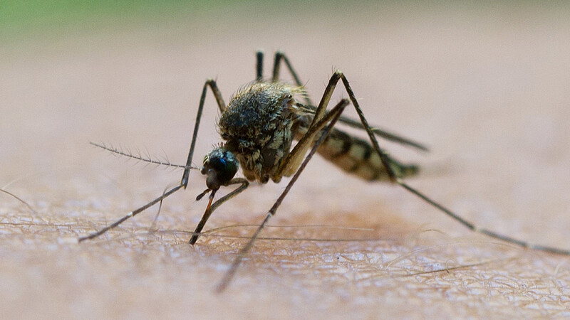 Mücken sind der Ursprung für den Mythos des "Wetterfrosches".