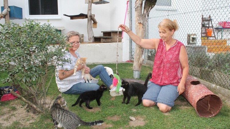 Das reinste Katzenparadies: An diesem Tag unterstützt Heidi (links) Sandra Reisinger bei der Arbeit mit den Katzen.