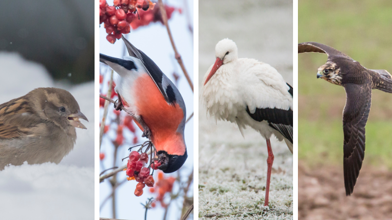 Auch im Winter sind die Vögel nicht still. Wir stellen typische heimische Arten vor.