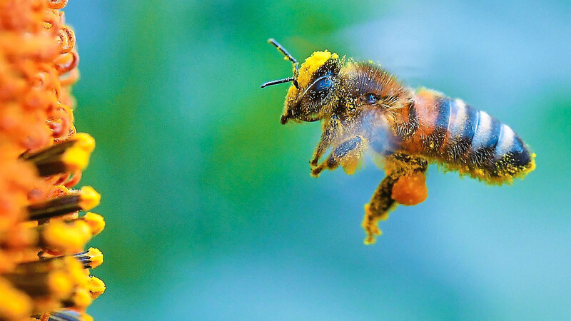 Die Honigbiene fliegt eine blühende Sonnenblume an. Das Insekt ist zur Stellvertreterin für alle möglichen bestäubenden Insekten geworden.