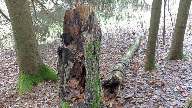 Birken zerfallen als Totholz nach wenigen Jahren und bilden eine Grundlage für junge Bäume. Auch schwaches Totholz "düngt" den Wald, Fördermittel gibt es aber erst für Bäume, die einen Brusthöhendurchmesser von 30 Zentimetern aufwiesen.