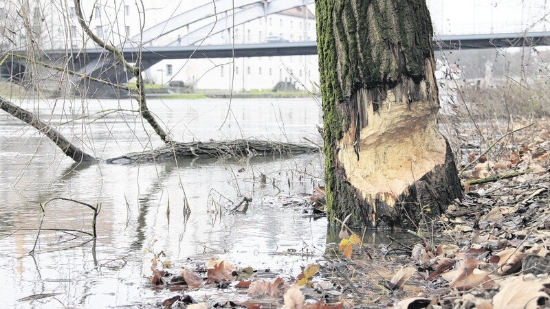 An den Stämmen der Bäume am Donauufer in der Grünanlage am Vogelauweg stillt ein Biber seit einigen Wochen seinen Hunger.