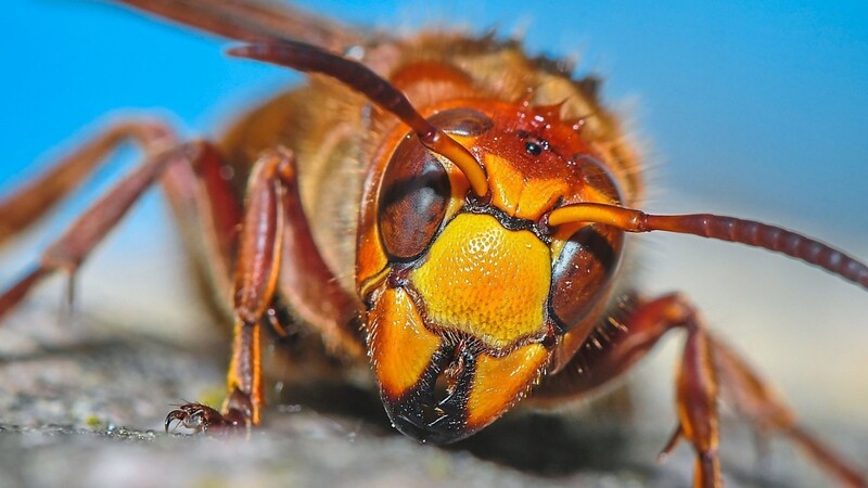 Größer als Wespen und Bienen, aber weniger gefährlich: Hornissen.