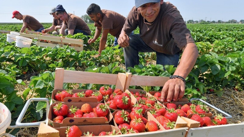 Noch dauert es, bis die Erdbeeren reif sind. Doch die Erdbeerbauern aus der Region sind jetzt schon damit beschäftigt, osteuropäische Erntehelfer anzuheuern, damit trotz der Corona-Pandemie genügend Helfer rechtzeitig auf ihre Höfe kommen.