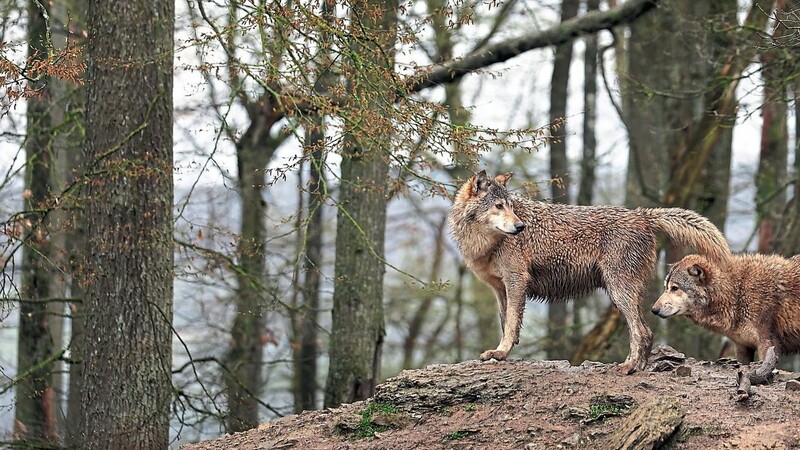 Wölfe stehen vor den Toren: Der Bayerische Wald sei prädestiniert für ihre Rückkehr, sagt ein Gastreferent im Landtag.