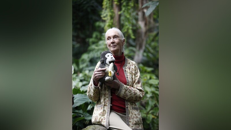 Affenforscherin Dr. Jane Goodall ist Julia Fritzsches größtes Vorbild.