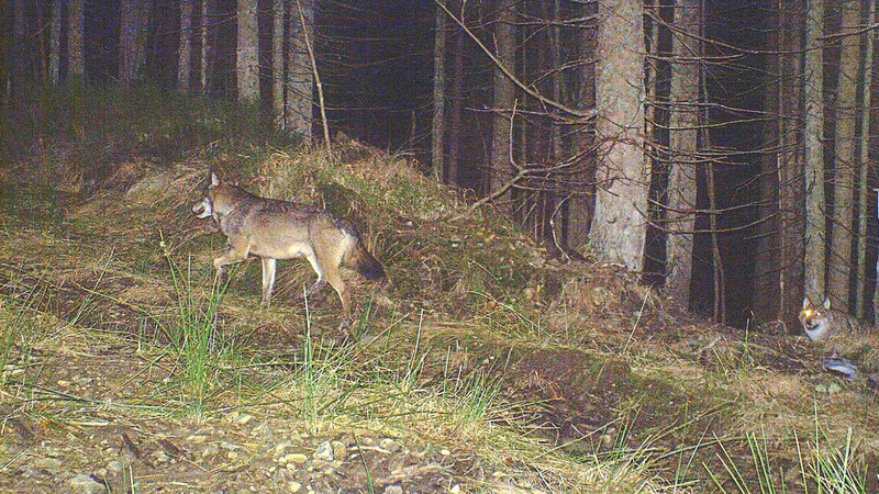 In die Fotofalle des Nationalparks war im November 2016 ein Wolfspaar getappt. Später auch dessen Nachwuchs. Nun sollen nur noch Vater und Tochter im Bayerischen Wald unterwegs sein.