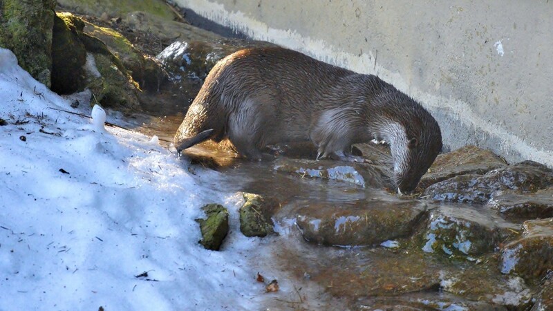 Der posierliche Otter hat in Schorndorf 300 Fischer geraubt.
