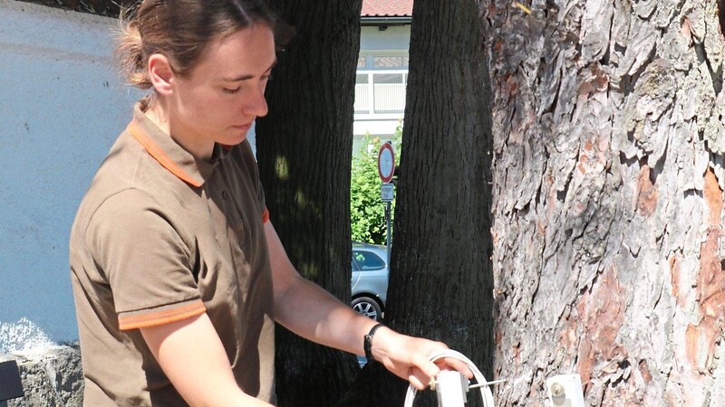 Baumkontrolleurin Melinda Gauss installiert die Schallsensoren am Baum, um die innere Beschaffenheit zu ermitteln. Dies erfolgt mittels Schalltomographie.