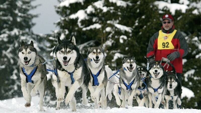 Husky-Rennen wurden in arktischen Regionen populär. Seit einiger Zeit ist der Sport auch im Bayerischen Wald angekommen.